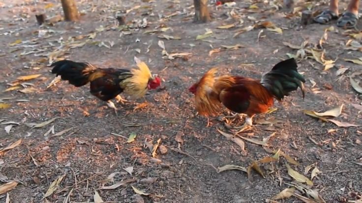 Thế giới chiến kê đá gà cực kỳ thoải mái miễn chê trên Rikvip